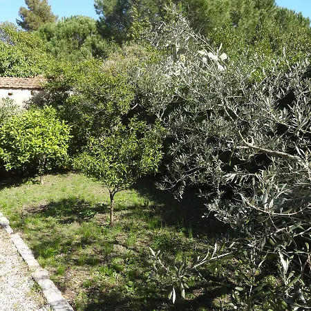 Olivo Marina di Campo